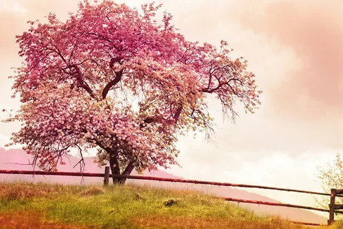 Blossom tree over nature background/ Spring flowers/Spring Background